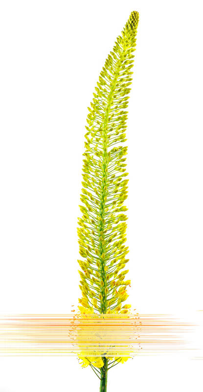 08_Blume_2