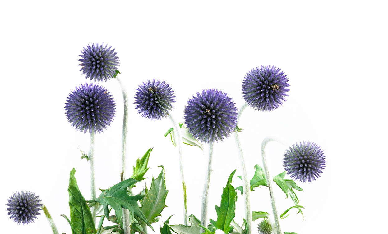 09_Blume_1