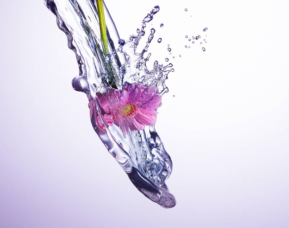 23_Splash_Gerbera