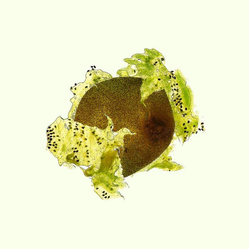 43_Kiwi_Flatfruit
